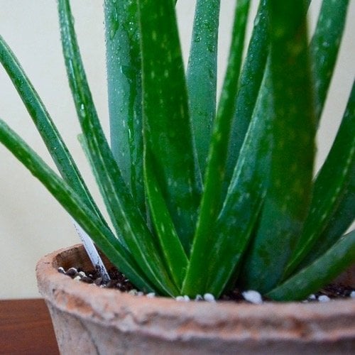 Tıbbi sarısabır (Aloe vera), Asphodelaceae