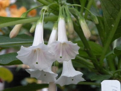 Iochroma australis - white angels trumpet