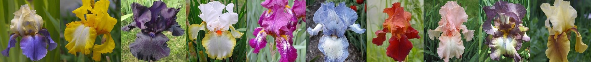 İthal rizomlu iris (süsen) çeşitlerini görmek tıklayın.