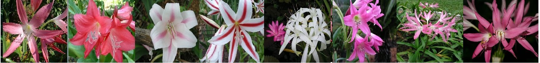 Crinum amaryllis çeşitlerini görmek için tıklayın