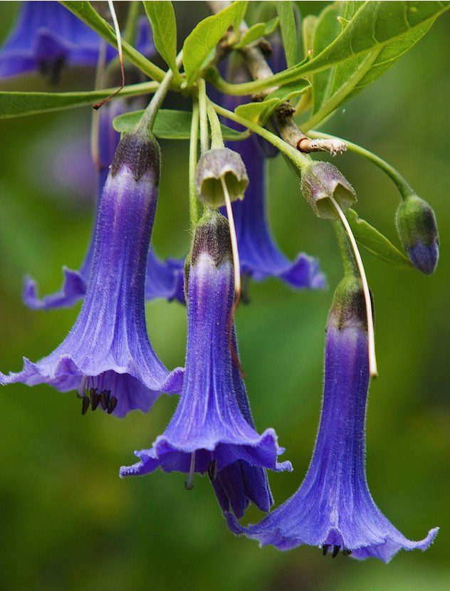 Iochroma australis - blue angels trumpet