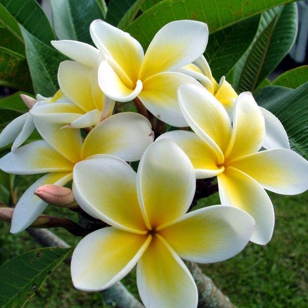 Plumeria