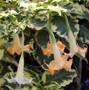 brugmansia sp, Angels trumpet