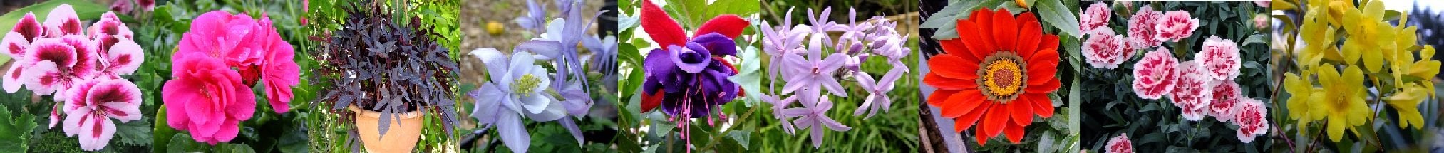 Saksı çiçeği çeşitleri görmek için tıklayın