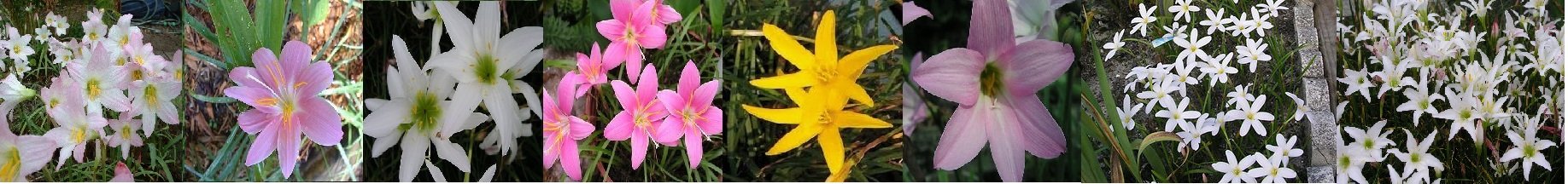Rain lily (Zıpçıktı) çeşitlerini görmek için tıklayın