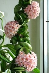 Hoya compacta -  Kokulu mum çiçeği  10-20 cm boyda, mini saksıda köklü.Güçlü sürgünlü (kod:new14c)