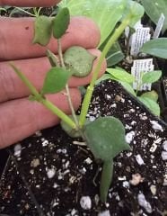 Hoya curtisii -  Kokulu mum çiçeği 10-20 cm boyda mini saksıda köklü.Güçlü sürgünlü (kod:new18c)