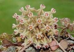 Hoya curtisii -  Kokulu mum çiçeği 10-20 cm boyda mini saksıda köklü.Güçlü sürgünlü (kod:new18c)