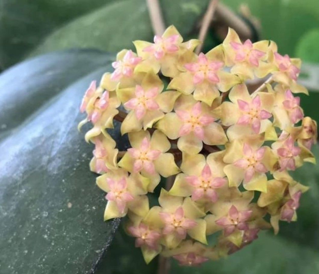 Hoya cv joy -  Kokulu mum çiçeği 10-20 cm boyda mini saksıda köklü.Güçlü sürgünlü (kod:new20c)