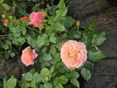 Kod:g29 Daniela pink rose, yoğun kokulu pembe gül (büyük boy)
