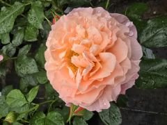 Kod:g29 Daniela pink rose, yoğun kokulu pembe gül (büyük boy)