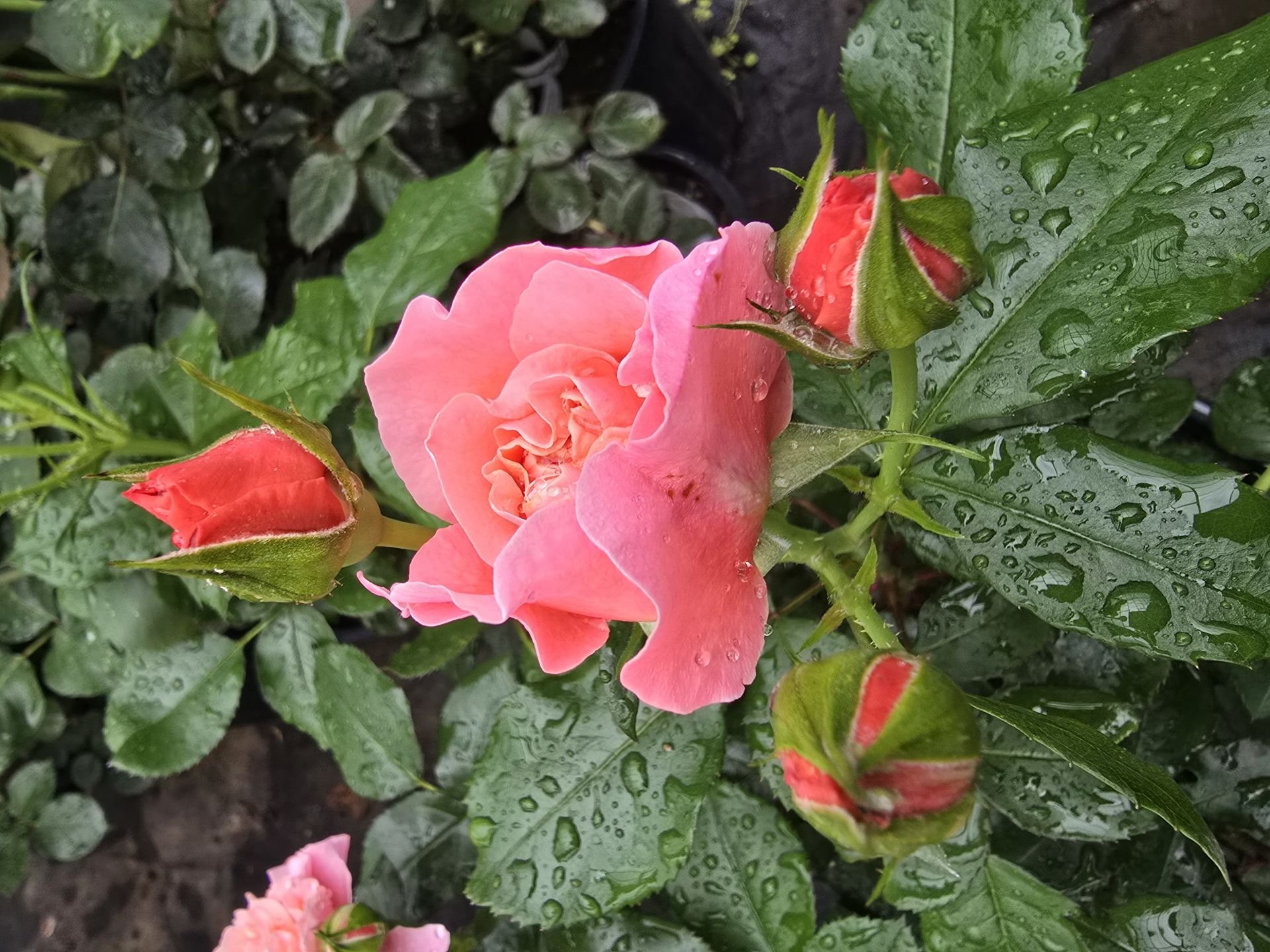 Kod:g29 Daniela pink rose, yoğun kokulu pembe gül (büyük boy)