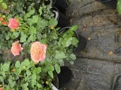 Kod:g29 Daniela pink rose, yoğun kokulu pembe gül (büyük boy)