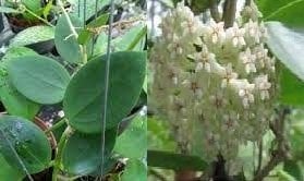 Hoya cv. bent -  Kokulu mum çiçeği  10-20 cm boyda mini saksıda köklü.Güçlü sürgünlü (kod:new22c)