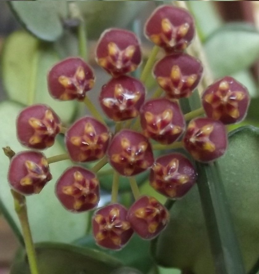 Hoya ds. 70 variegata -  Kokulu mum çiçeği 10-20 cm boyda mini saksıda köklü.Güçlü sürgünlü (kod:new160)