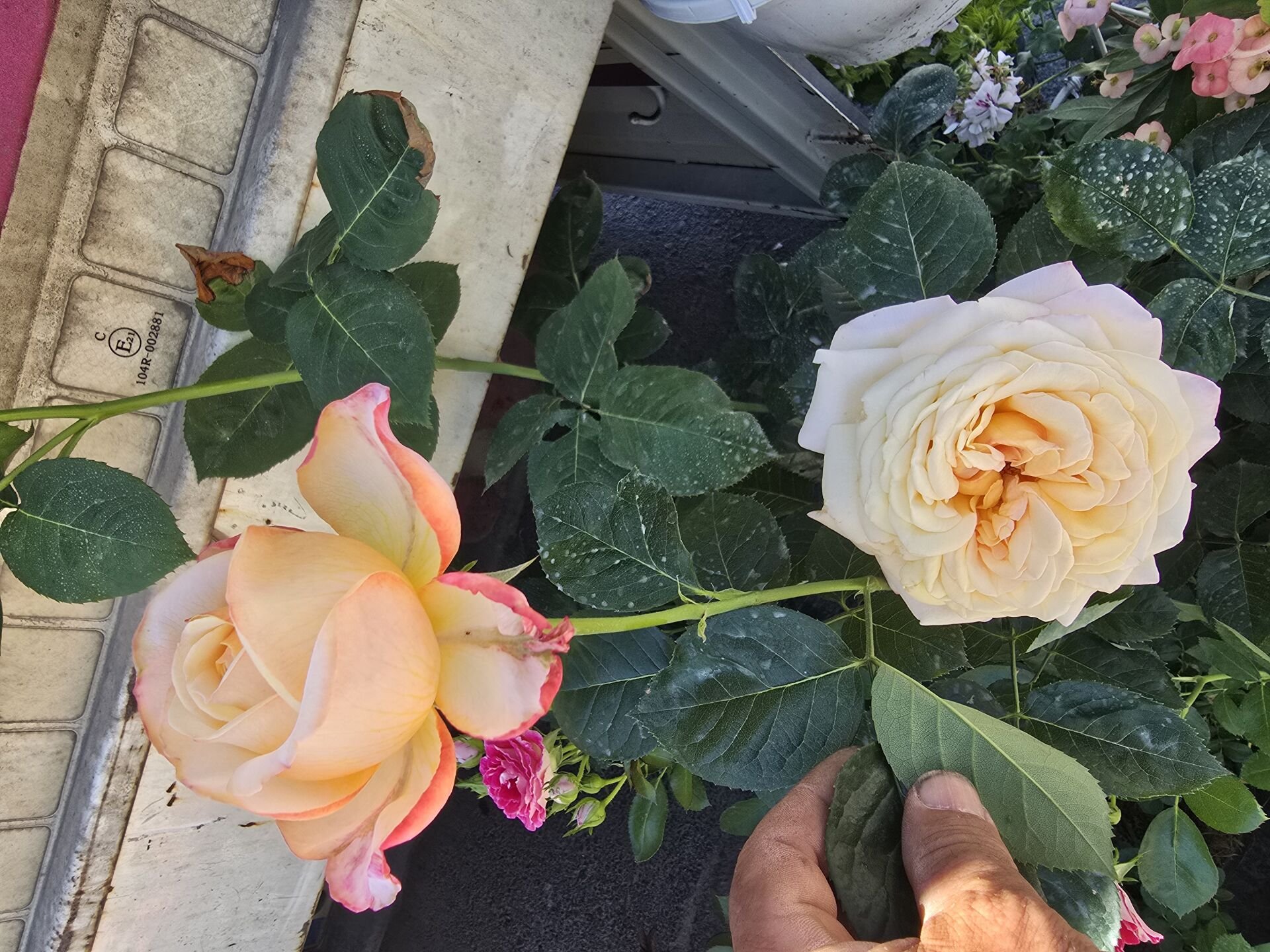 Kod:g24 Sweet yellow rose, Yoğun kokulu Sarı/pembe gül (büyük boy)
