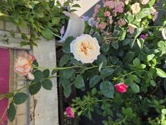 Kod:g24 Sweet yellow rose, Yoğun kokulu Sarı/pembe gül (büyük boy)