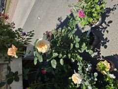 Kod:g24 Sweet yellow rose, Yoğun kokulu Sarı/pembe gül (büyük boy)