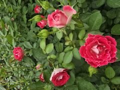 Kod:g23 Mini Alyans rose, kokulu Kırmızı/beyaz gül (büyük  boy)
