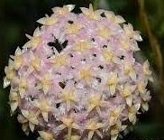 Hoya erythrostemma pink -  Kokulu mum çiçeği 20-30 cm boyda mini saksıda köklü.Güçlü sürgünlü (kod:new27c)