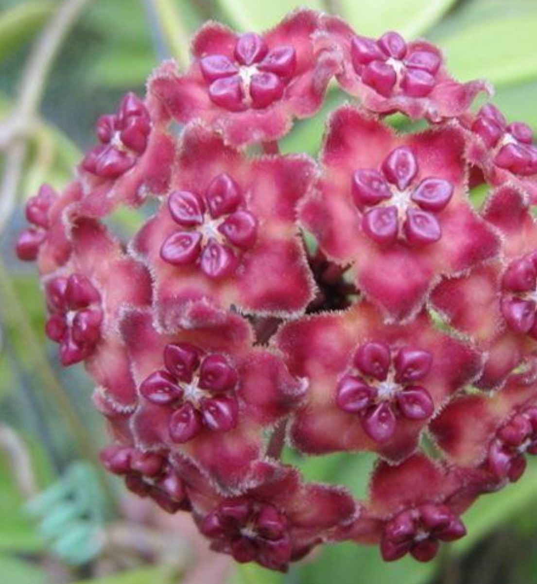 Hoya excavata -  Kokulu mum çiçeği  10-20 cm boyda mini saksıda köklü.Güçlü sürgünlü (kod:new28c)