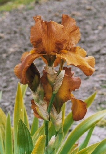 Kod:Irs18 Tall bearded Iris germanica Cable Car (sağlıklı 1adet rizom)