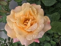 Kod:g19 Sweet orange rose, Yoğun kokulu truncu gül (Büyük boy)