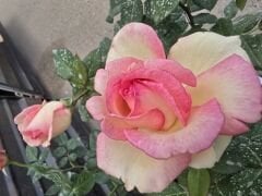 Kod:g17 Leyni somon rose - Yoğun kokulu somon renk gül (büyük boy)