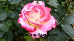 Kod:g16 Monte carlo rose, Süper kokulu kırmızı / beyaz gül (büyük boy)