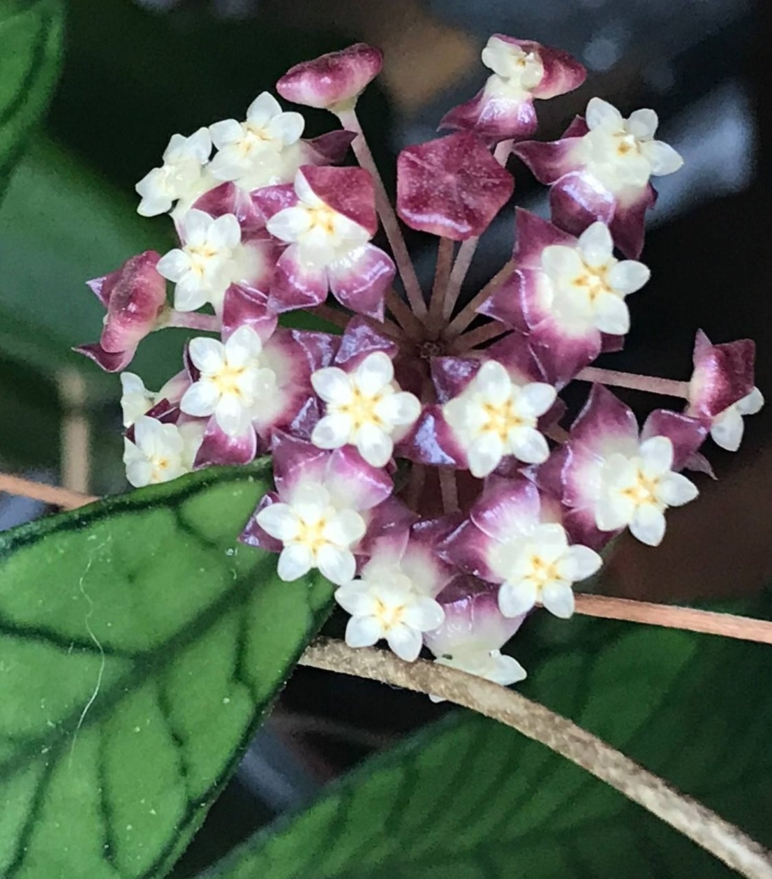Hoya gunung gading -  Kokulu mum çiçeği  10-20 cm boyda mini saksıda köklü.Güçlü sürgünlü (kod:new35c)