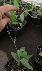 Hoya limonica -  Kokulu mum çiçeği 10-20 cm boyda mini saksıda köklü.Güçlü sürgünlü (kod:new40c) özel bir tür olduğu için pahalı