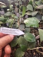 Hoya parasitica heart leaves splash -  Kokulu mum çiçeği  10-20 cm boyda mini saksıda köklü.Güçlü sürgünlü (kod:new55c)