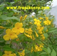 Kod:y11 Kokulu Sarı Yasemin, Jasminum Revolutum (1 yaş, 20-40 cm boyda)