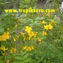 Kod:y11 Kokulu Sarı Yasemin, Jasminum Revolutum (1 yaş, 20-40 cm boyda)