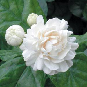Kod:y19 full, Jasminum sambac, Grand Duke (katmerli. minik gül şeklinde) 3 yaş, 40-60 cm boyda