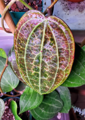 Hoya sp Sulawesi GPS 8867 -  Kokulu mum çiçeği, resimde görülen 1 adet, mini saksıda, Güçlü sürgünlü (kod:new73c) 1 ci resimdeki.