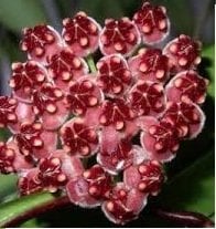 Hoya wayetii -  Kokulu mum çiçeği 10-20 cm boyda mini saksıda köklü.Güçlü sürgünlü (kod:new74c)