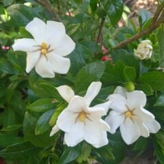 Kod:y25 Kleims hardy Gardenia jasminoides (2 yaşında)