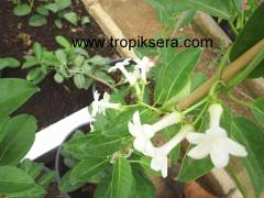 Kod:y27 Madagaskar yasemin,Madagascar jasmine, Stephanotis floribunda ( 60-100cm boyda