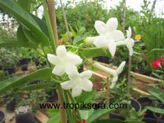 Kod:y27 Madagaskar yasemin,Madagascar jasmine, Stephanotis floribunda ( 60-100cm boyda