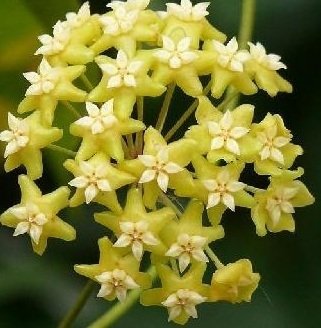 Hoya Nicholsoniae -  kokulu mum çiçeği 10-20 cm boyda mini saksıda köklü.Güçlü sürgünlü (kod:new83c)