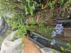Kod:y31 Mavi yasemin, Plumbago Capensis (2 yaş, 60-100 cm boyda)