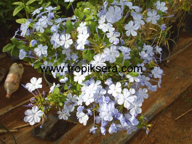 Kod:y31 Mavi yasemin, Plumbago Capensis (2 yaş, 60-100 cm boyda)