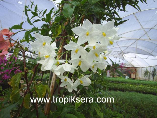 Kod:y33 solanum yasemin, Solanum Jasminoides (2 yaş 20 - 50 cm boy)