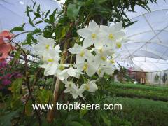 Kod:y33 solanum yasemin, Solanum Jasminoides (2 yaş 20 - 50 cm boy)