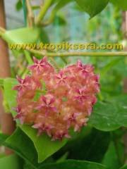 Hoya mindorensis pinkish orange -  yoğun yasemin kokulu mum çiçeği 10-20 cm boyda mini saksıda köklü.Güçlü sürgünlü (kod:new88c)