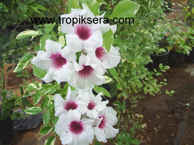 Kod:y35 Pandora yasemin, pandora Jasminoides (2 yaş, 80-120 cm boyda)