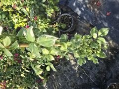 Kod:y36 Pandora yasemin, pandora Jasminoides (1 yaş, 30-50 cm boyda)