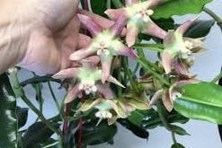 Hoya imperialis palawan -  kokulu mum çiçeği 10-20 cm boyda mini saksıda köklü.Güçlü sürgünlü (kod:new93c)