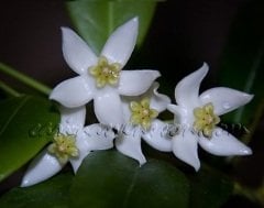 Hoya cembra (Odorata) -  kokulu mum çiçeği 10-20 cm boyda mini saksıda köklü.Güçlü sürgünlü (kod:new96c)